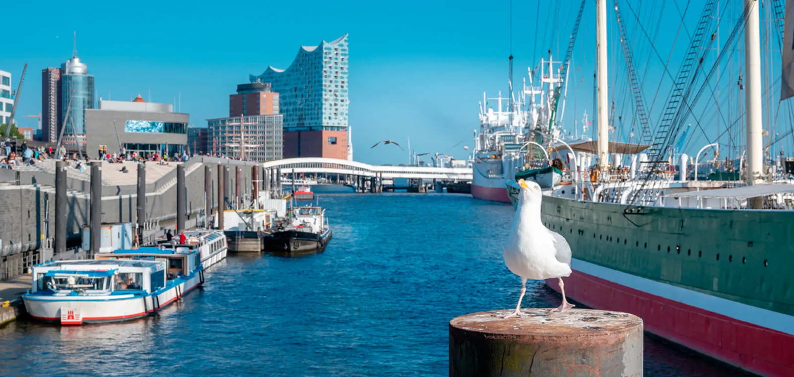 Möwe am Hamburger Hafen mit Elbphilharmonie im Hintergrund